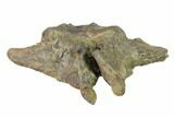 Ankylosaur (Denversaurus) Caudal Vertebra - Montana #132009-5